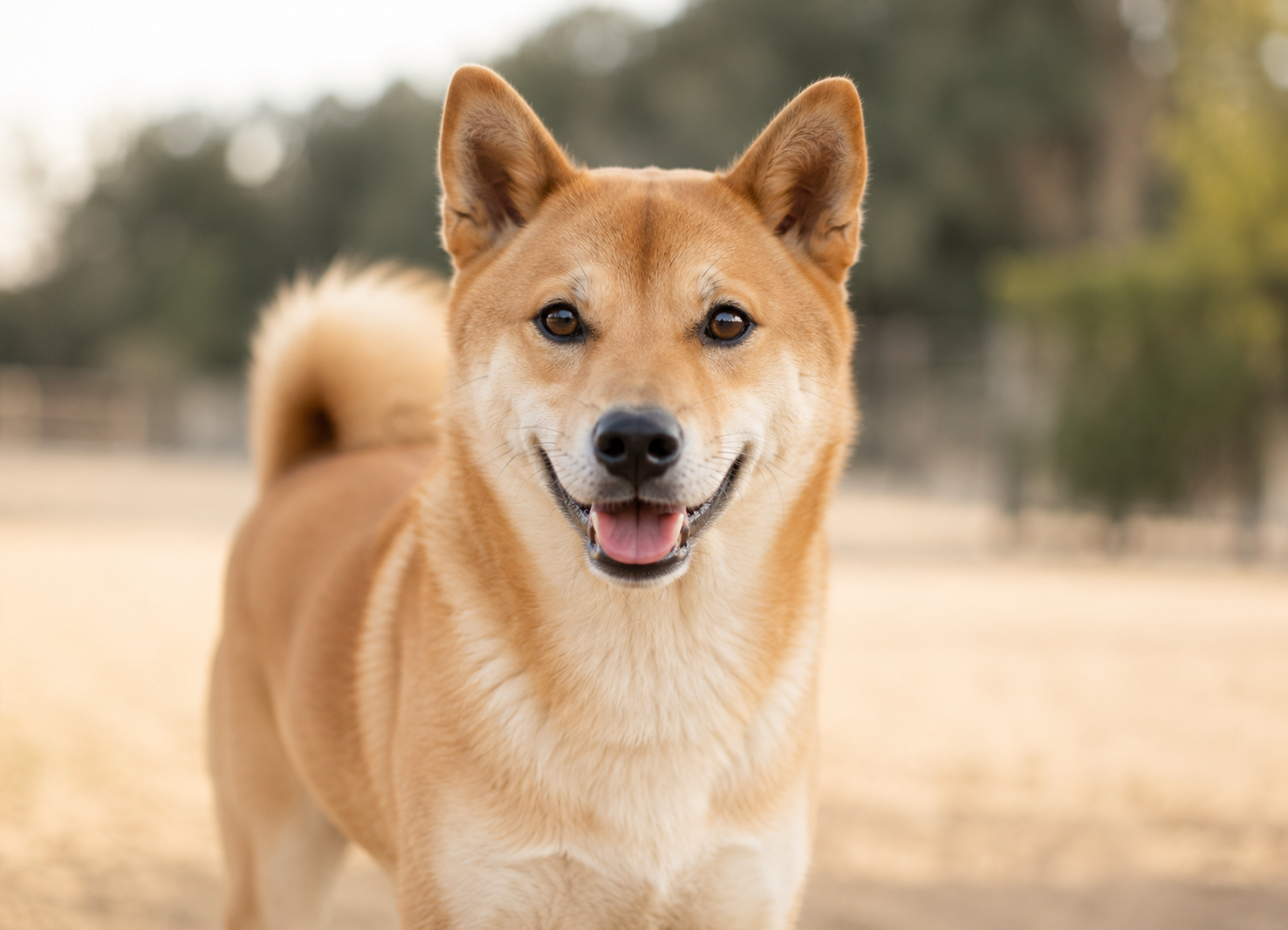 こはる